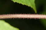 Purpleflowering raspberry